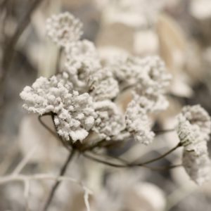 ukrasne grane za Božić