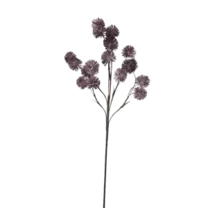 cvijet Happia čupkice, ljub